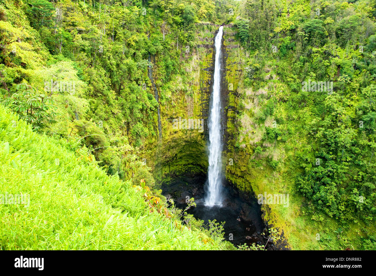 Hilo hawaii, usa akaka falls hi-res stock photography and images - Alamy