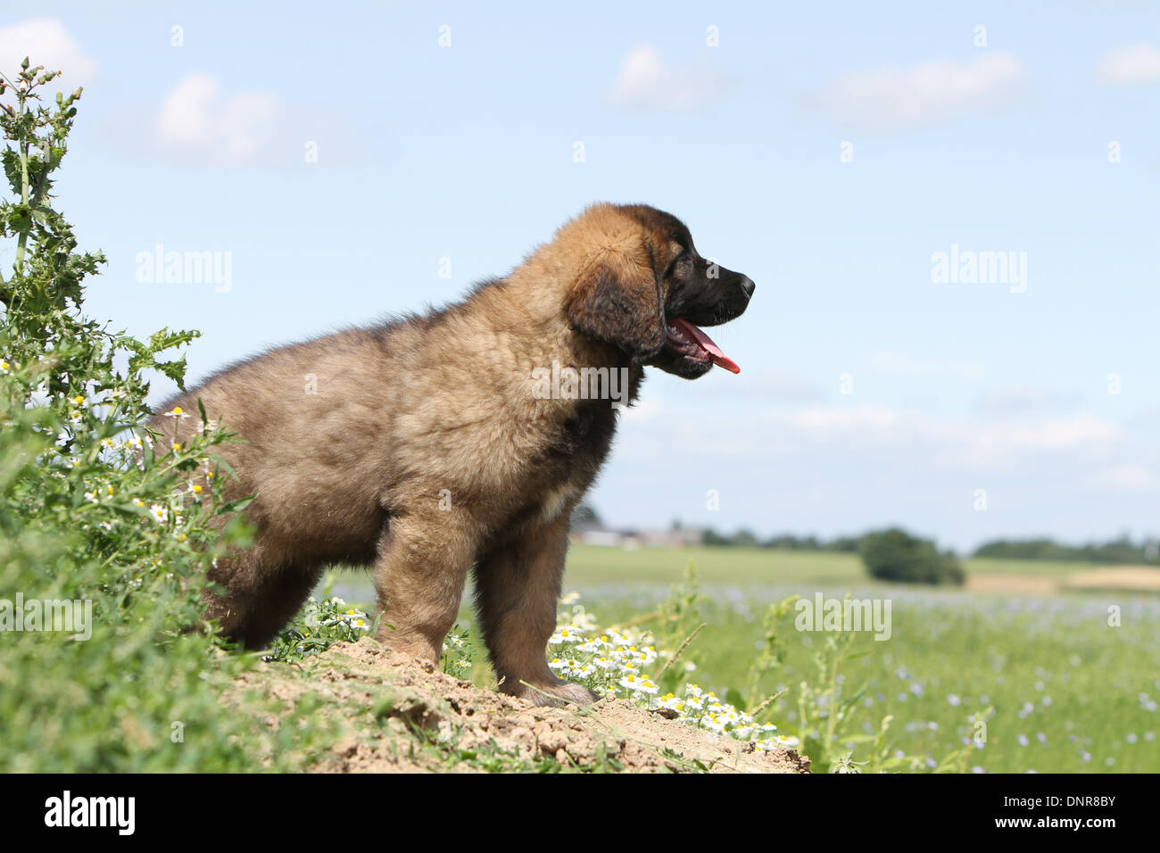 Linenberg Dog Dog Leonberger / puppy lying in a field Stock Photo - Alamy