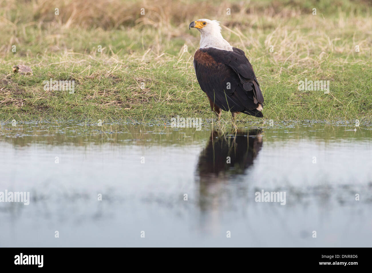 African fish eagle (Haliaeetus vocifer) at the Liuwa Plains national park in north-western Zambia. Stock Photo