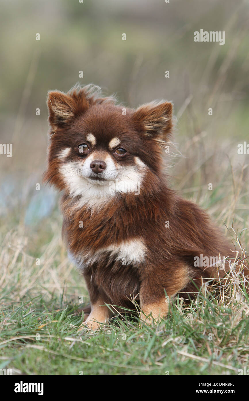 Techichi dog for best sale sale