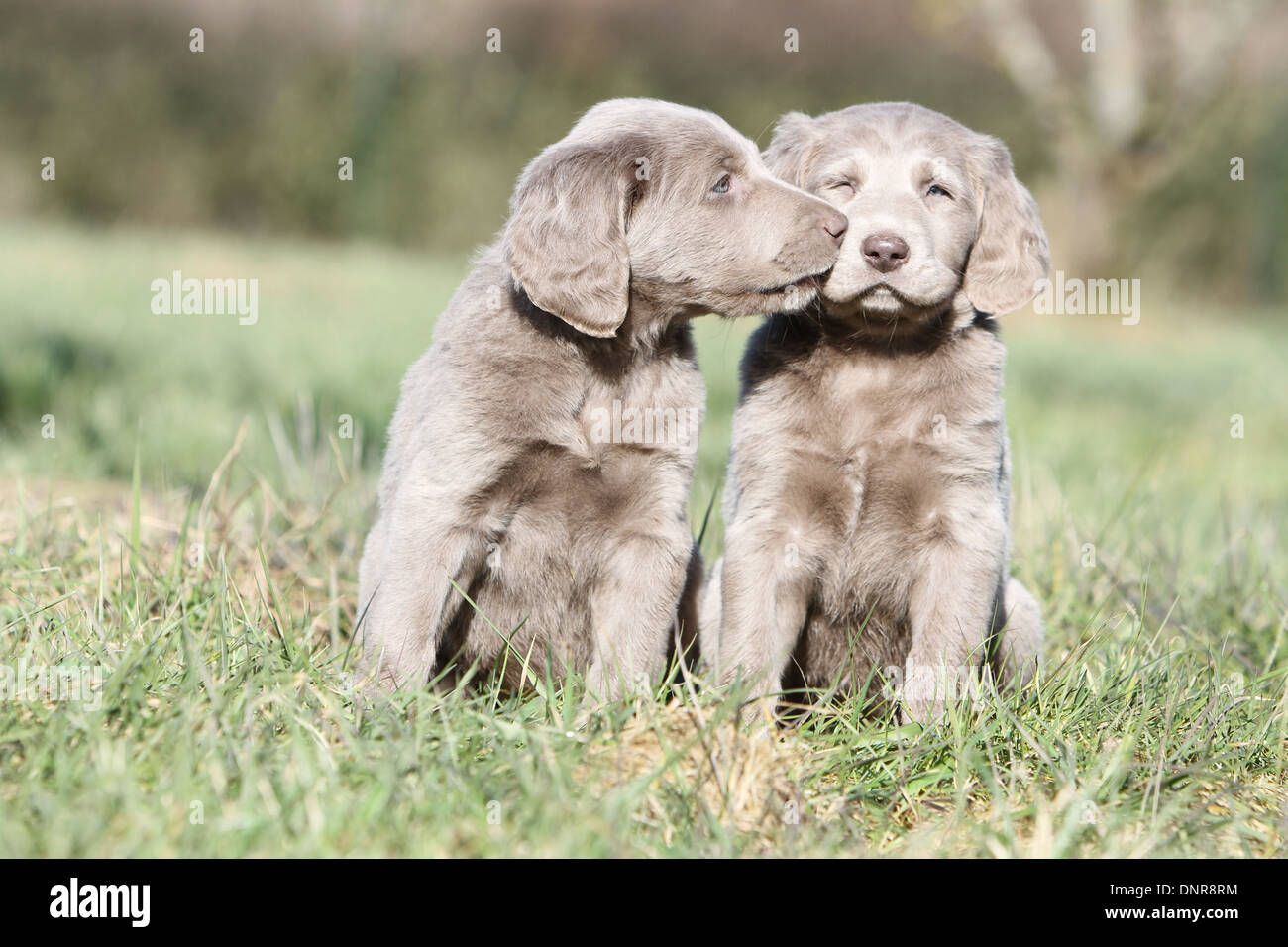 dog Weimaraner longhair /  two puppies sitting in a meadow Stock Photo