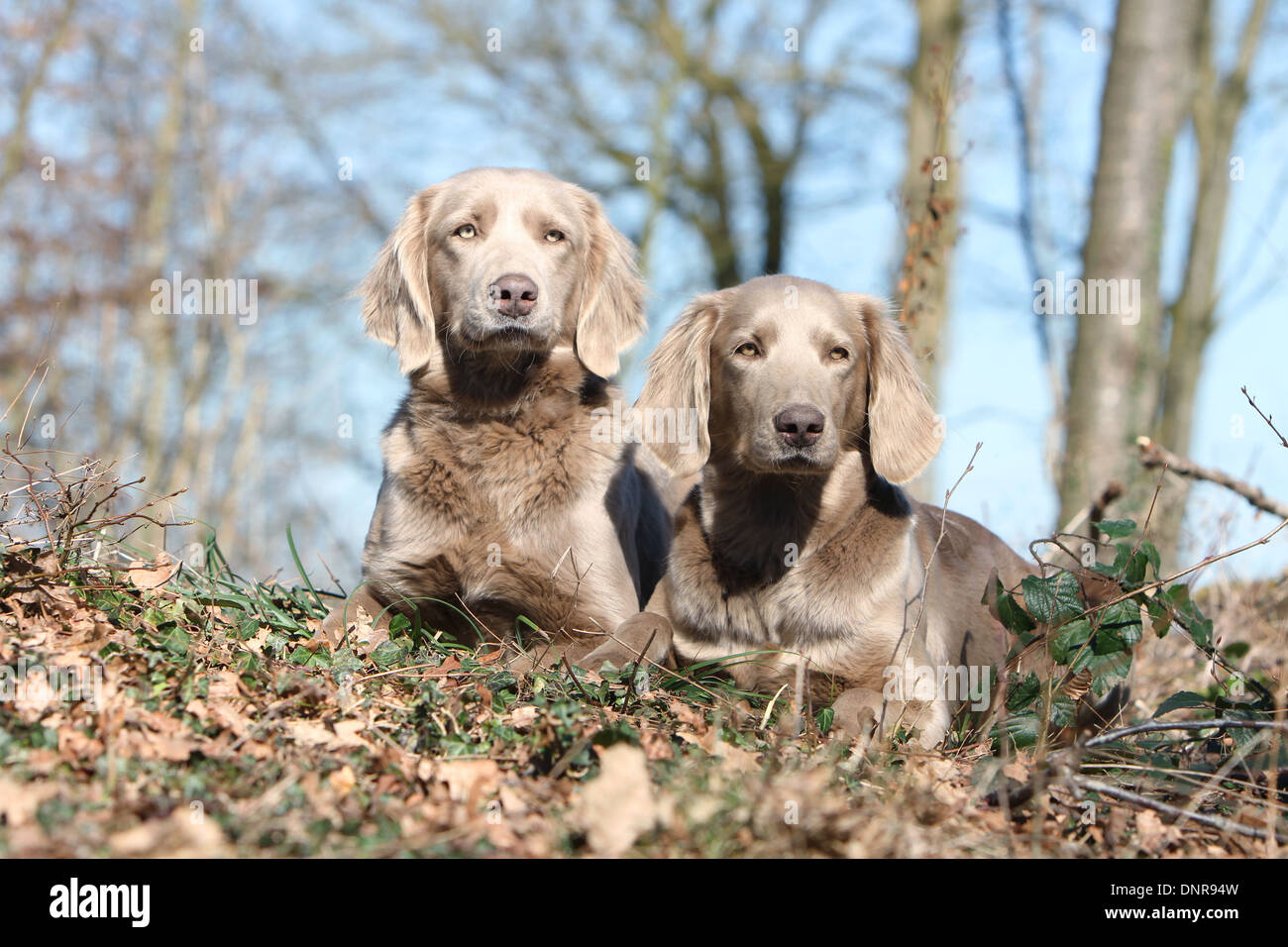 dog Weimaraner longhair /  two adults lying in a forest Stock Photo