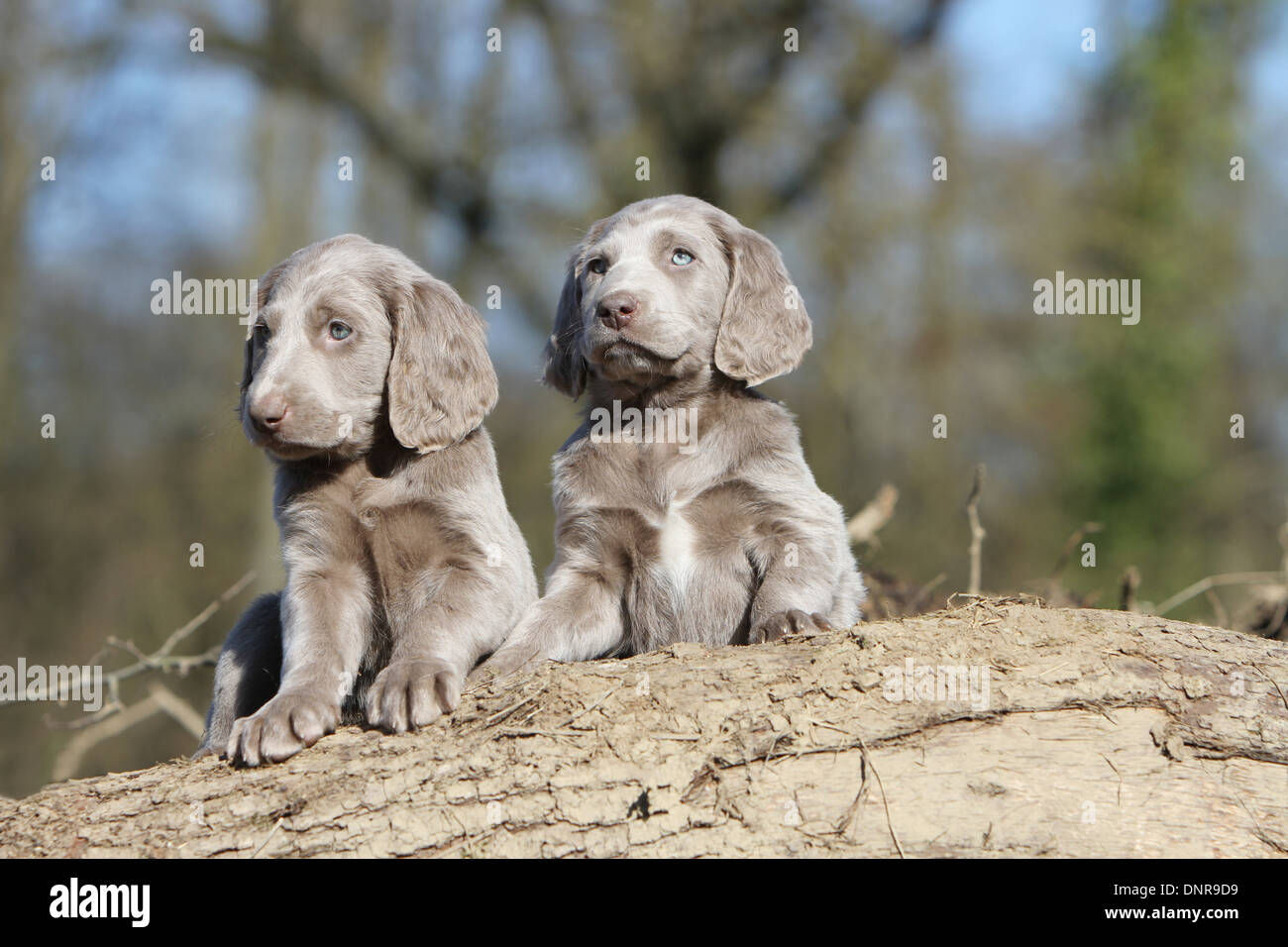 dog Weimaraner longhair /  two puppies on a tree trunk Stock Photo