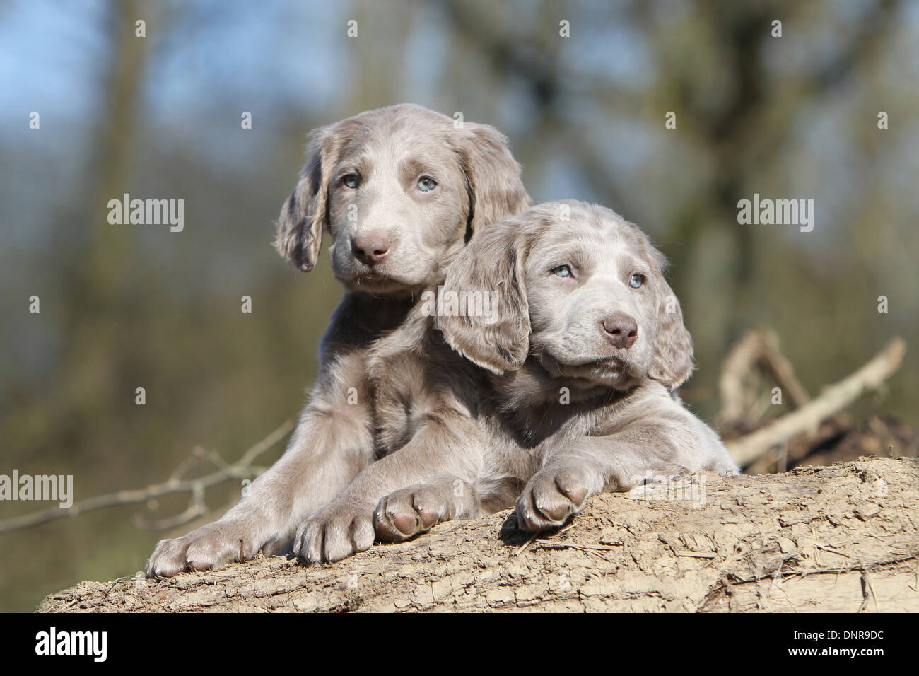 dog Weimaraner longhair /  two puppies on a tree trunk Stock Photo