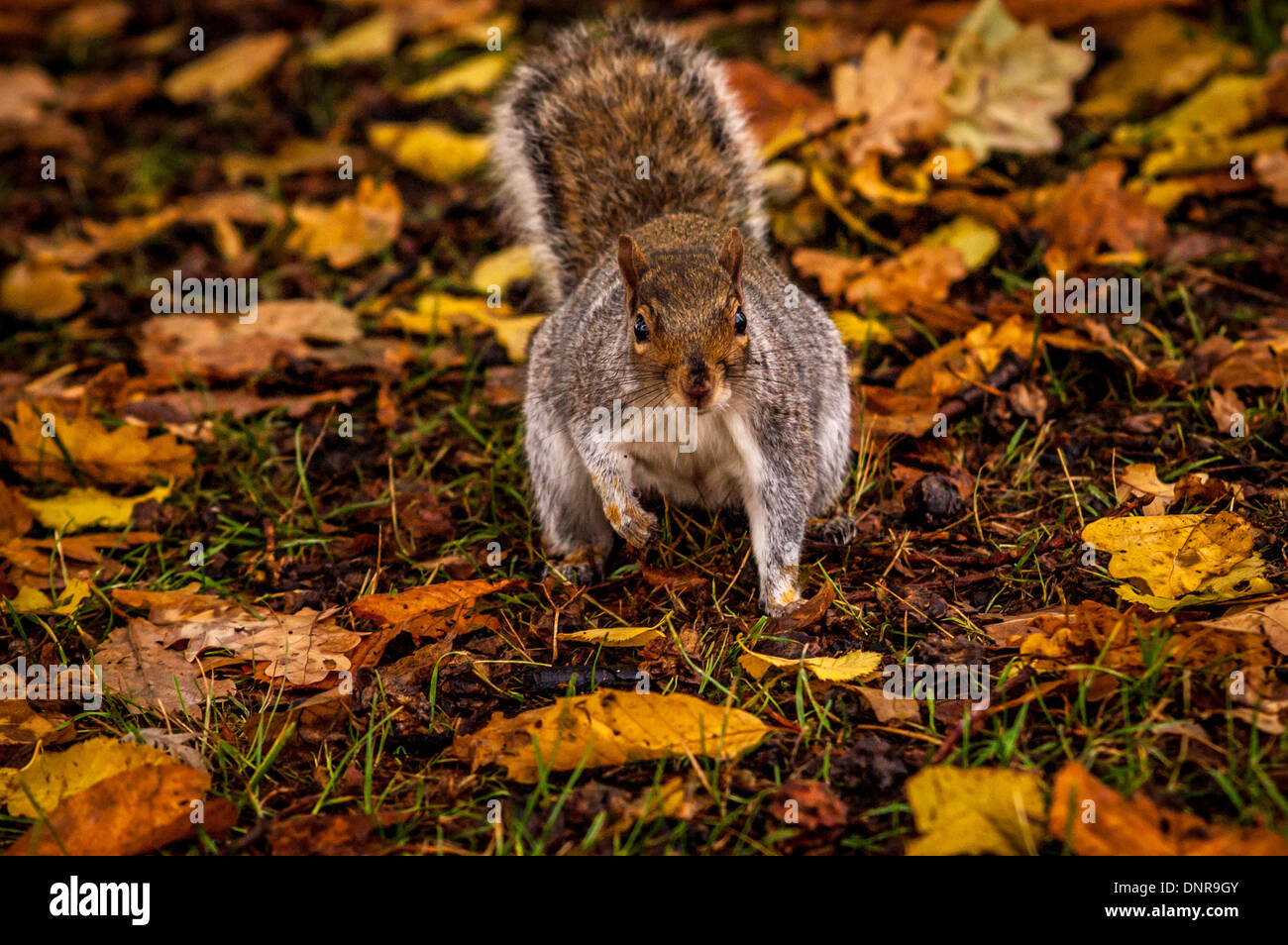 Squirrel on ground amongst Autumn leaves, Kensington Gardens, London. Stock Photo