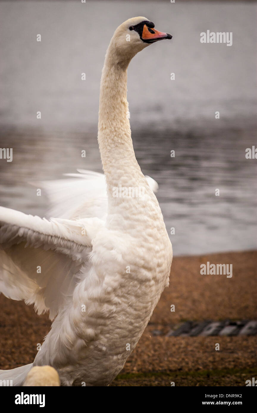 Mute swan flapping its wings. Kensington Gardens, London. Stock Photo