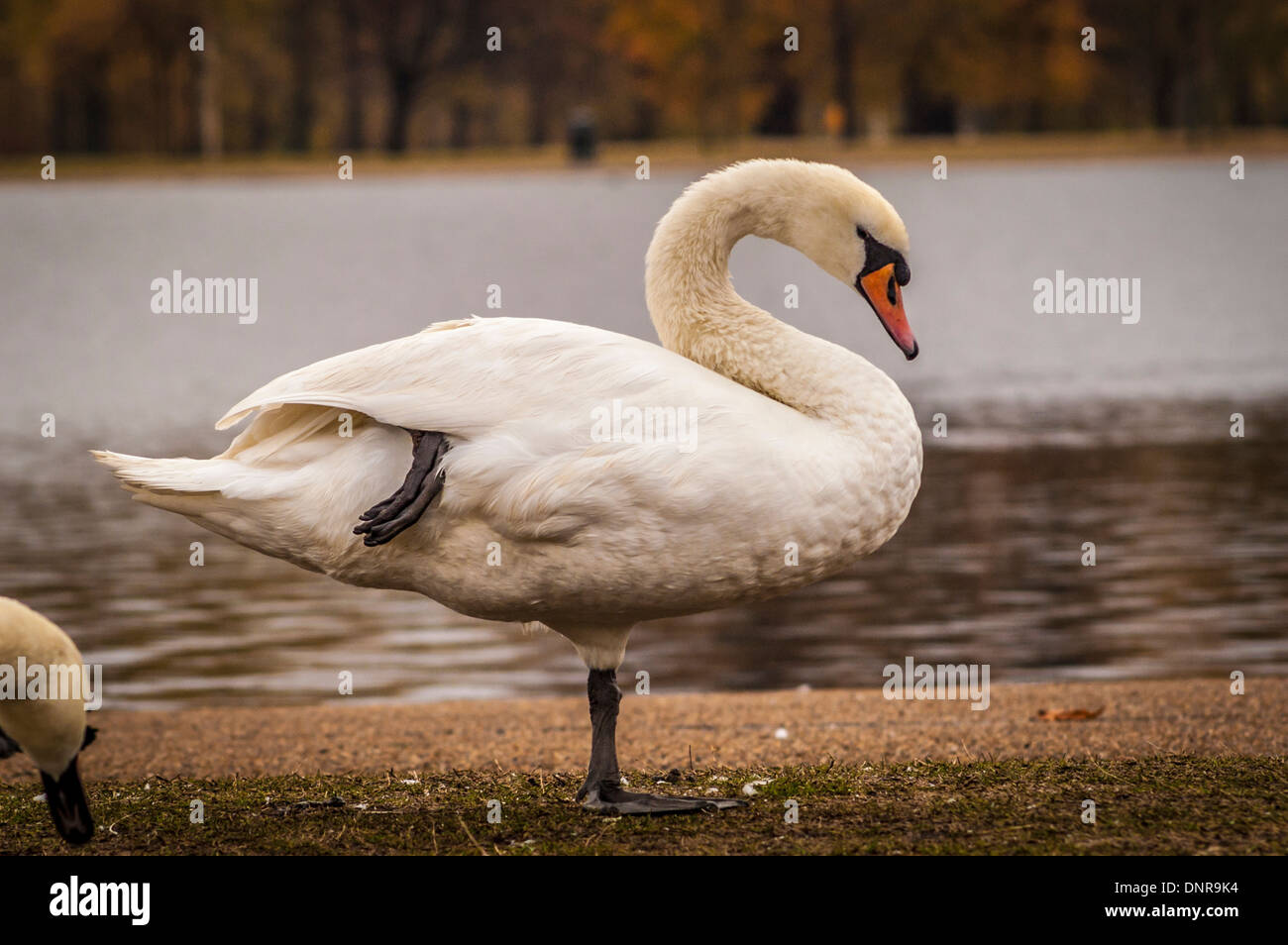 Side view of a Mute Swan standing on one leg, by the side of the lake
