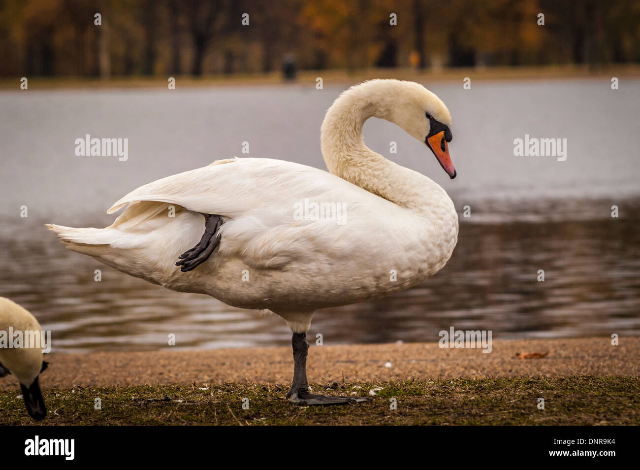 Side view of a Mute Swan standing on one leg conserving body heat in winter. Kensington Gardens, London. Stock Photo