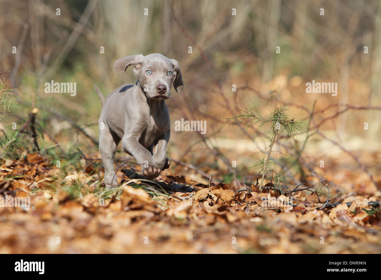 dog Weimaraner shorthair  /  puppy running in a forest Stock Photo