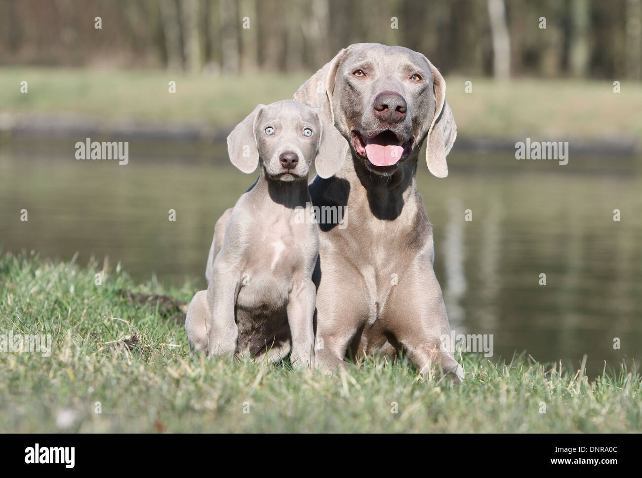 Blue Weimaraner Group Puppies Adult Stock Photos Blue Weimaraner