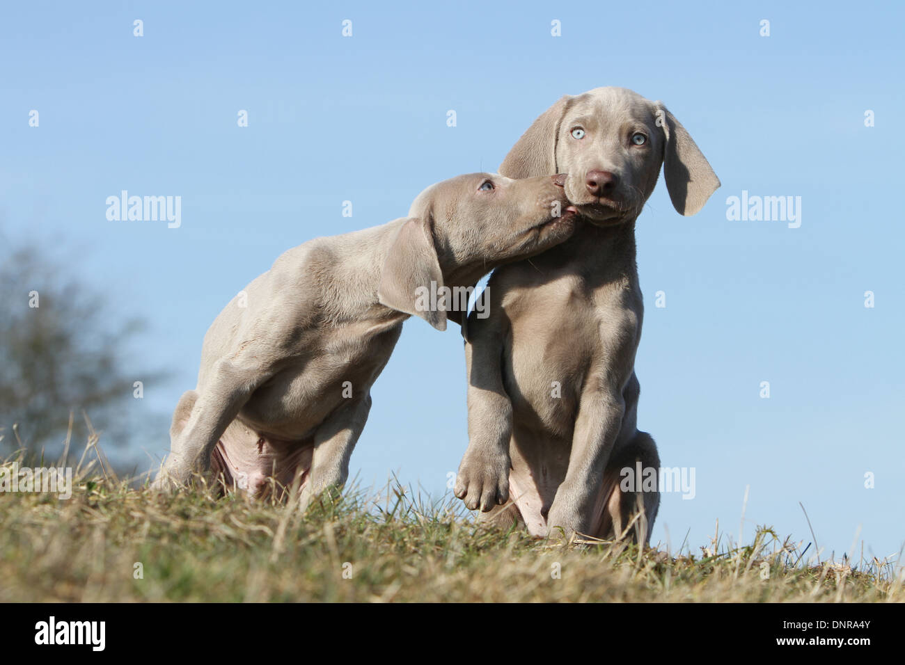 dog Weimaraner shorthair  /  two puppies sitting in a meadow Stock Photo