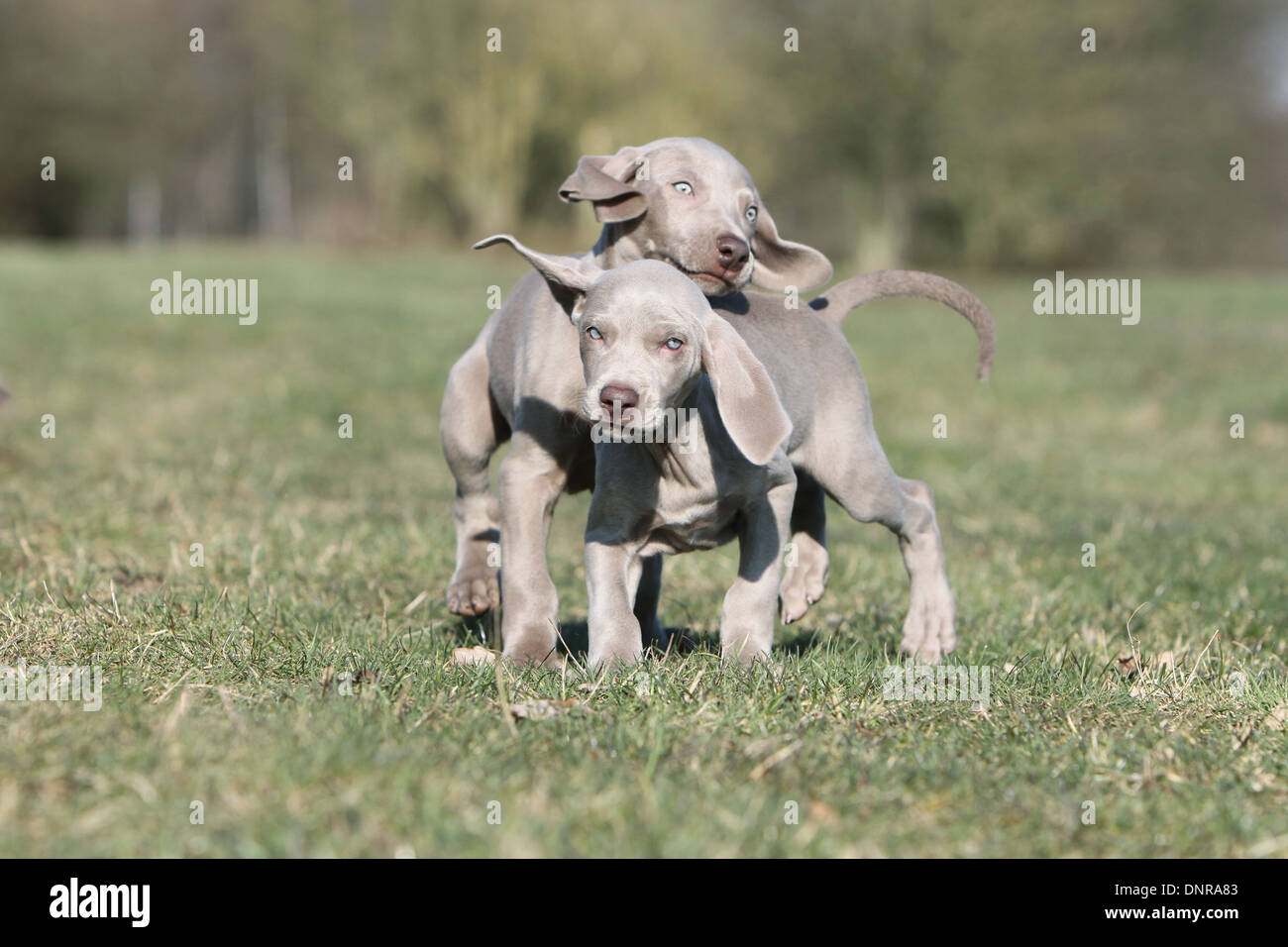 dog Weimaraner shorthair  /  two puppies playing in a meadow Stock Photo