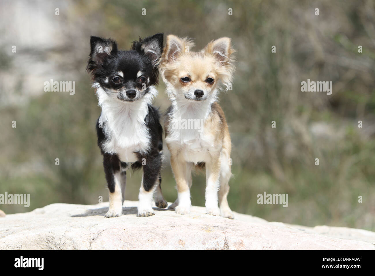 Chihuahua Group Stock Photos Chihuahua Group Stock Images Alamy
