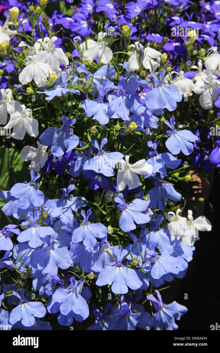 Mixed Lobelias ( Lobelia erinus ) Cultivars, a Type of Annual Bedding Plant Stock Photo Alamy