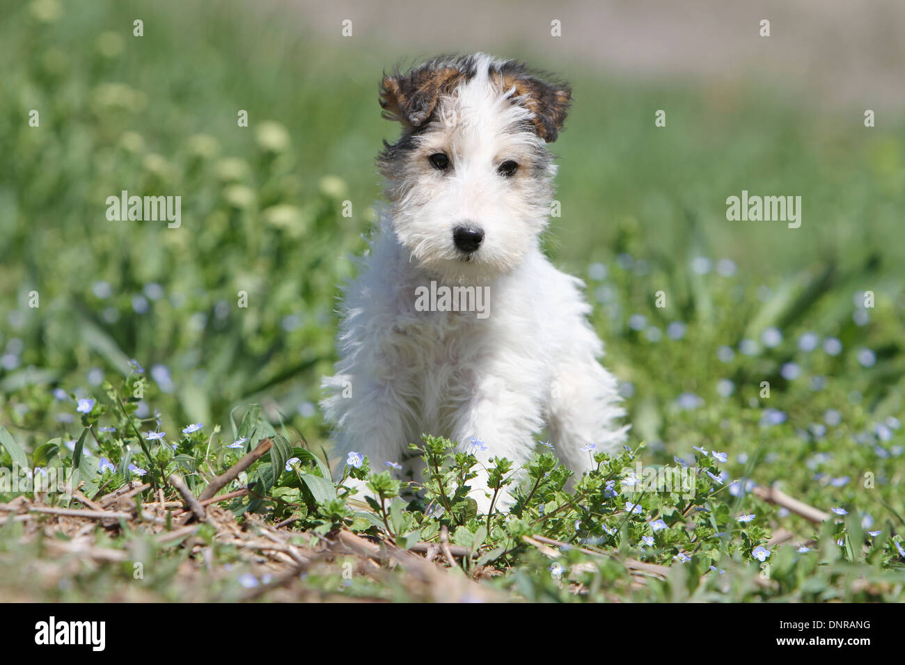 Dog Wire Fox Terrier / puppy standing in a meadow Stock Photo - Alamy