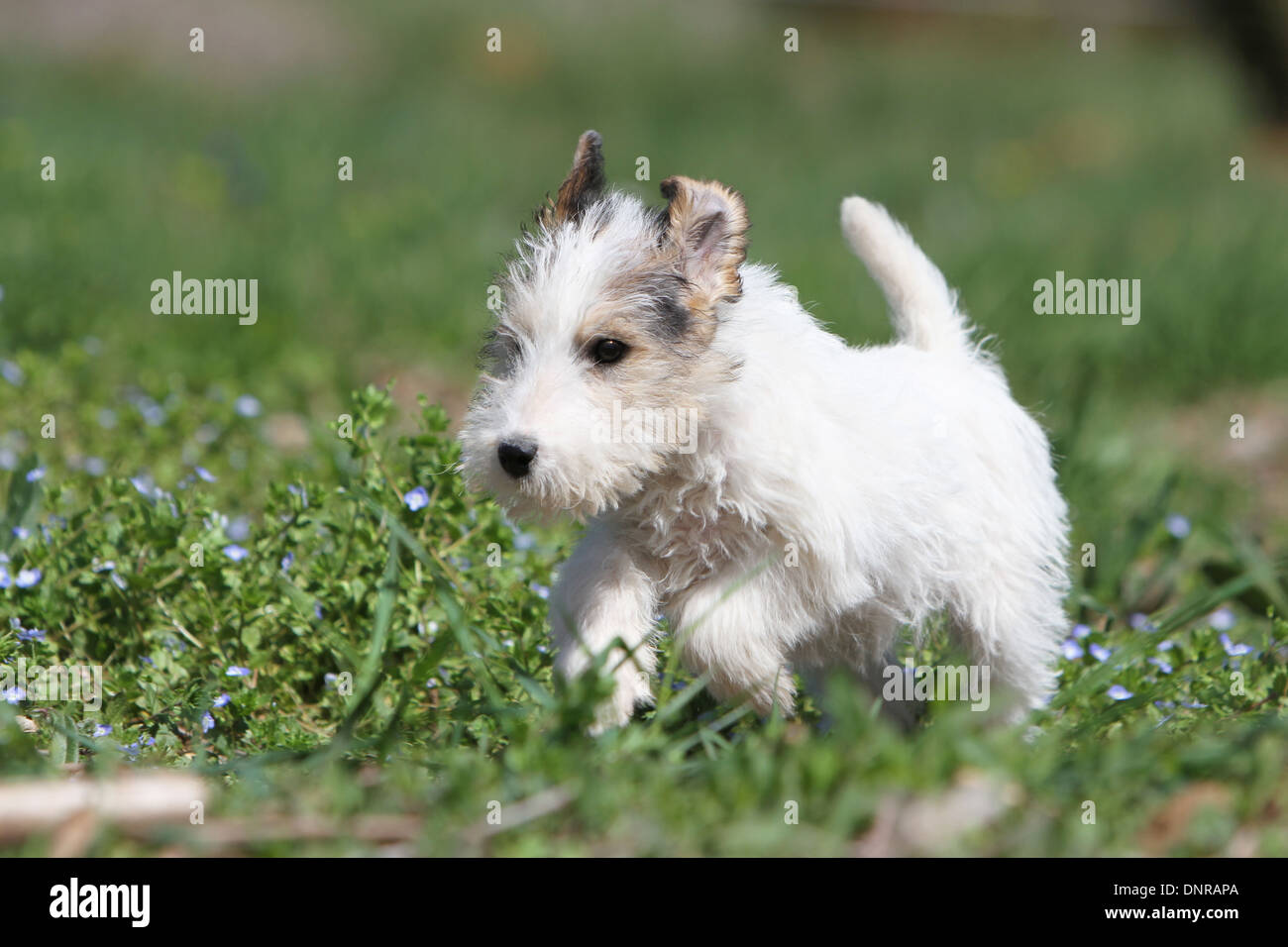 baby wire fox terrier