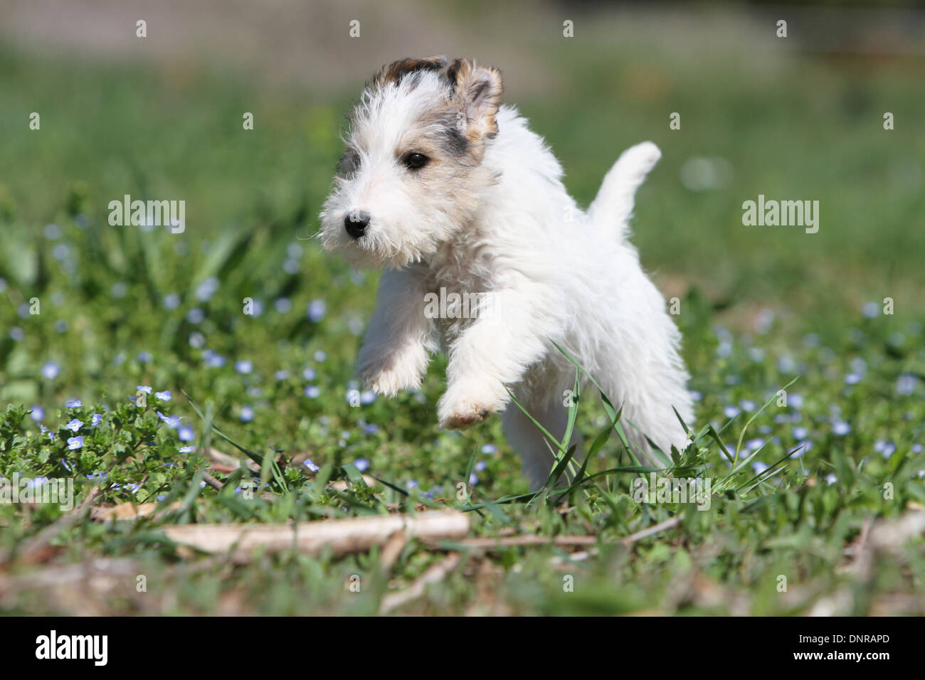 baby wire fox terrier