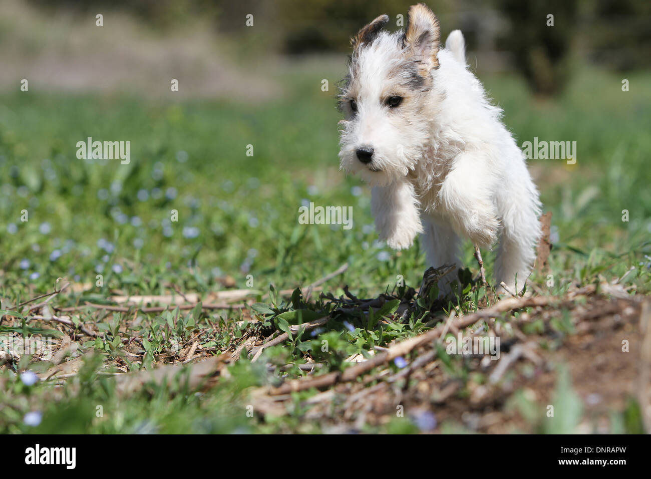 foxterrier puppy