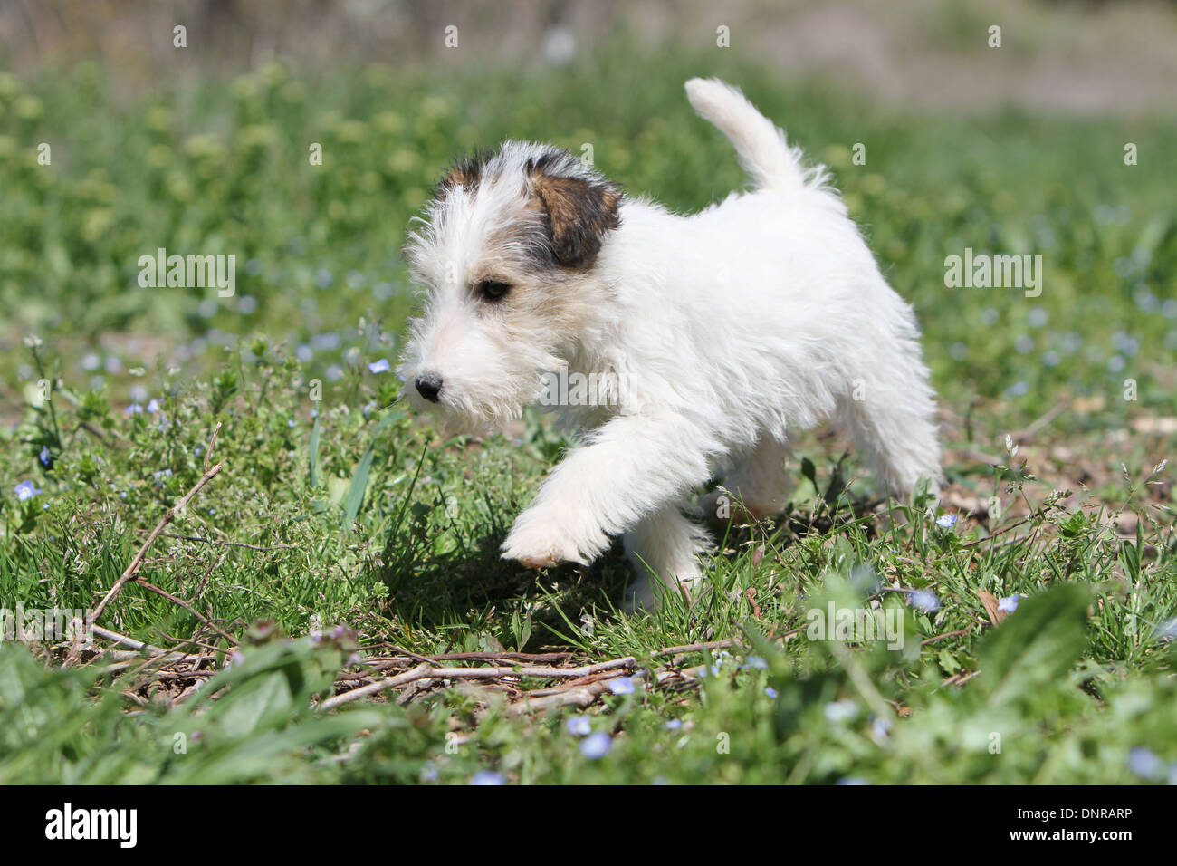 foxterrier puppy