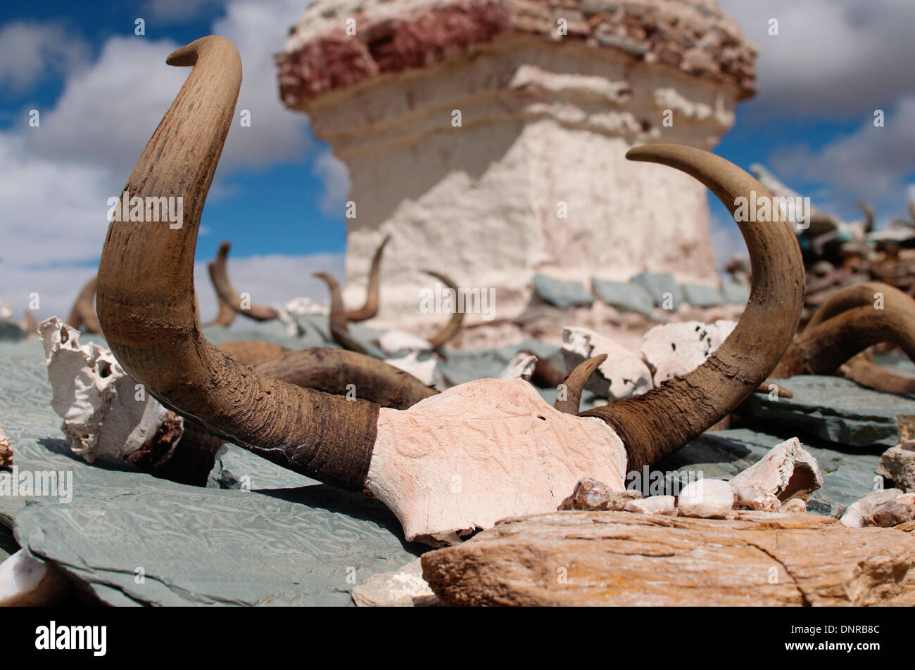 Yak skull in Tirtapuri, Tibet Stock Photo - Alamy