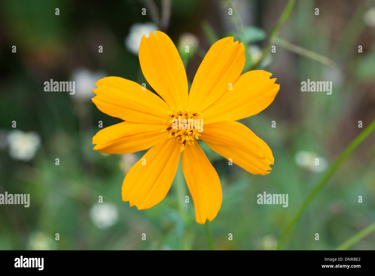 flower yellow coler in the park Stock Photo