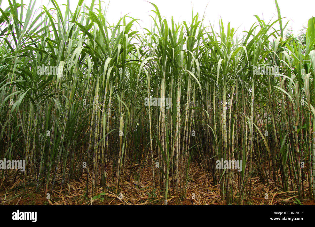 sugarcane plantation Stock Photo