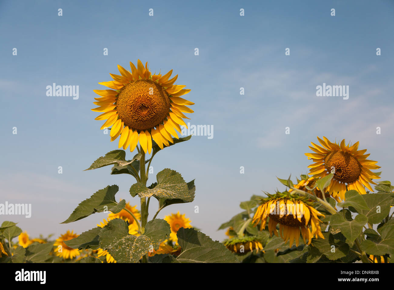 tantawan sun flower yellow coler in the parks Stock Photo