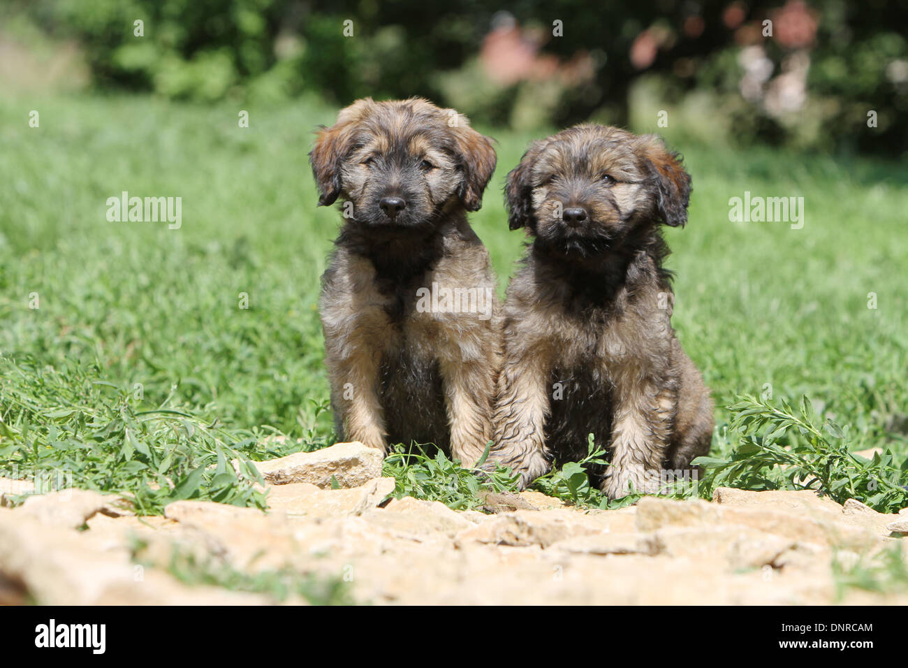 dog Catalan Sheepdog Gos d atura catal two puppies fawn