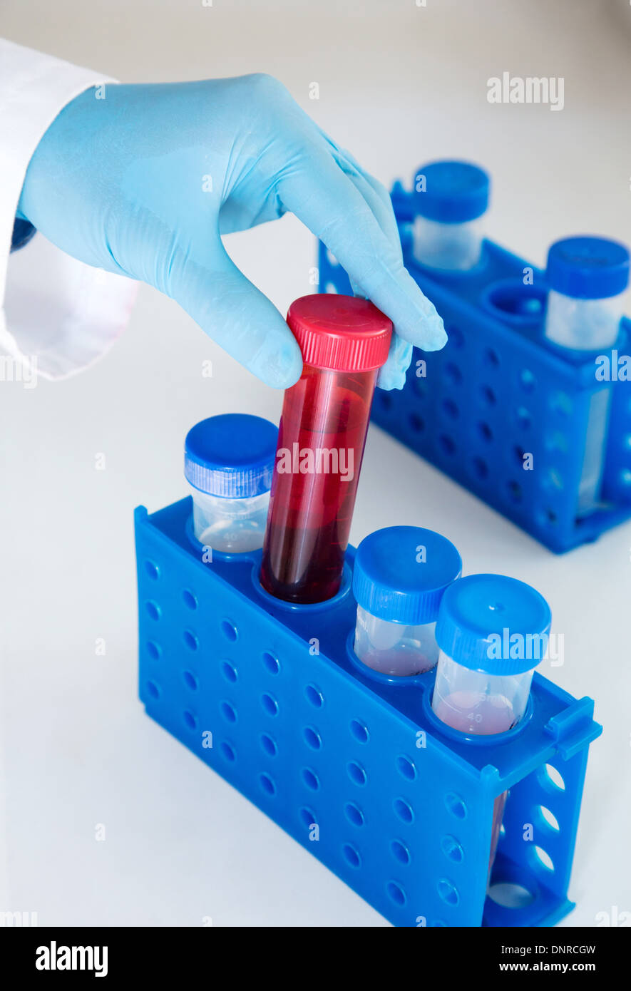 Hand in a blue rubber glove holding red laboratory container with a liquid Stock Photo