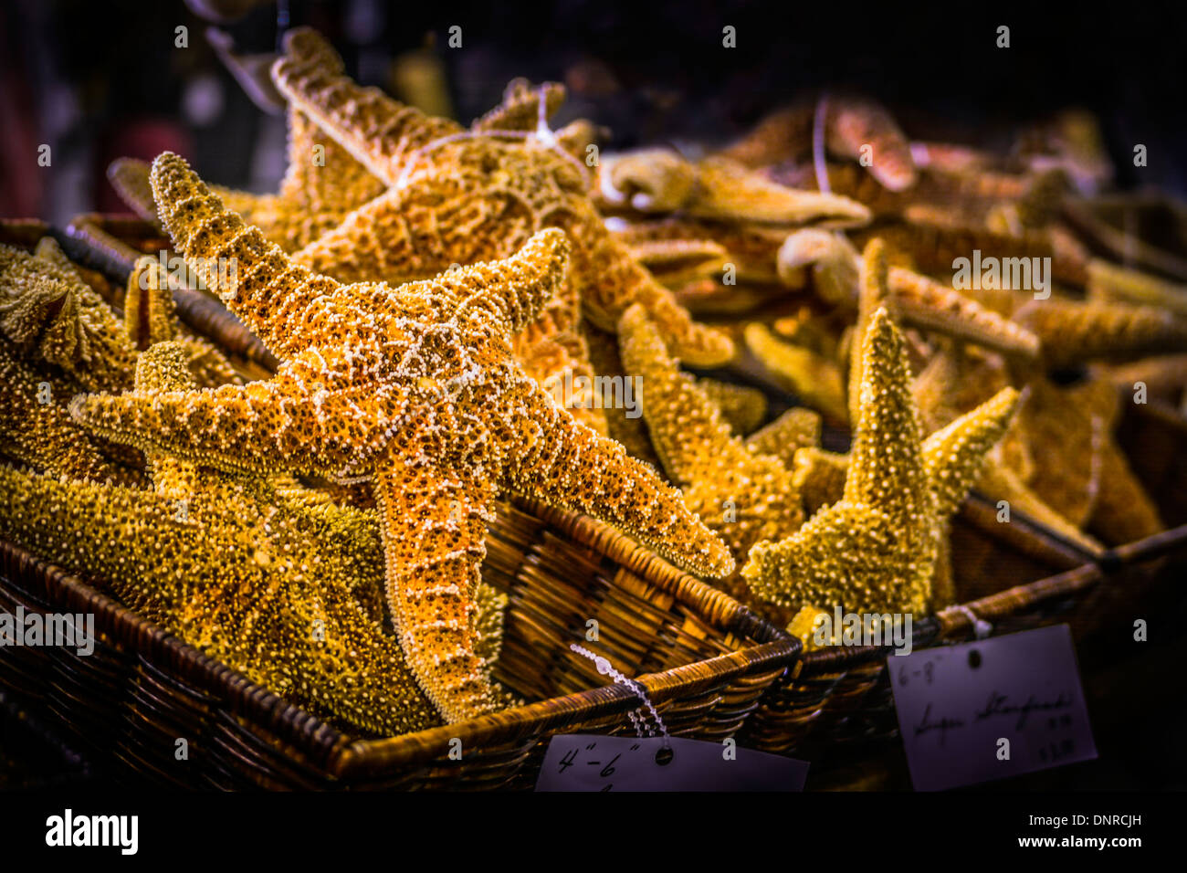 Baskets of dried Sugar starfish are offered for sale at a beach shop