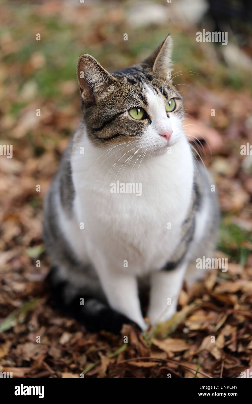 Cat portrait. Pet, white gray cat. Domestic cat. Closeup with bokeh. Italy. Europe. Stock Photo