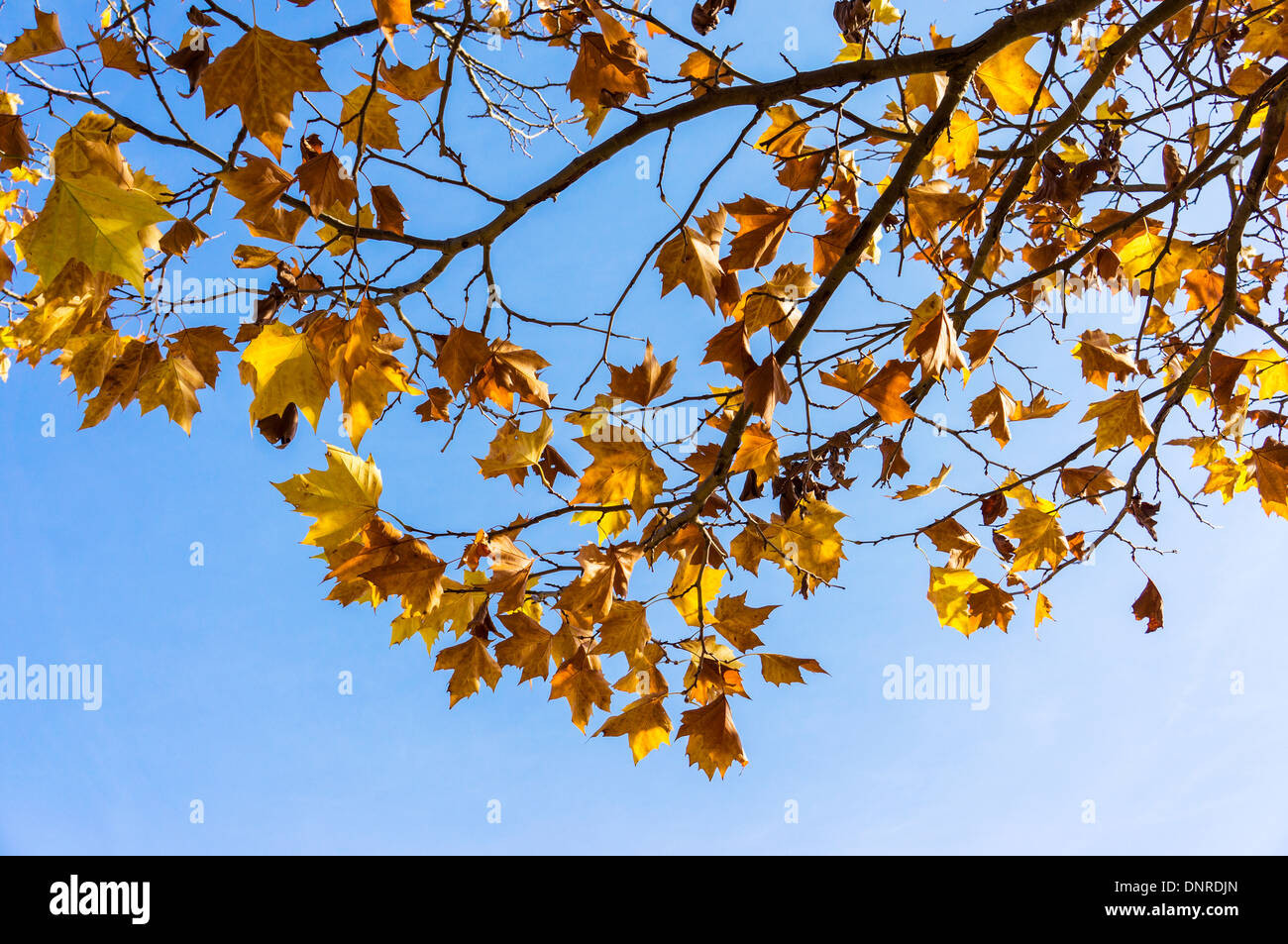 Blue Sky and Branches of Maple Leaves, Shizuoka Prefecture, Japan Stock ...