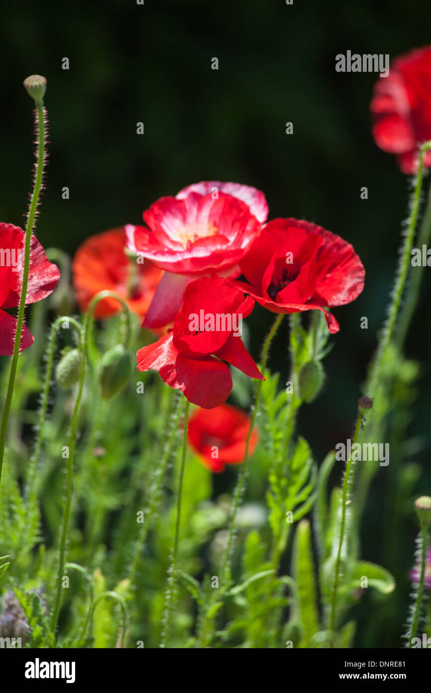 Red poppy black background hi-res stock photography and images - Alamy