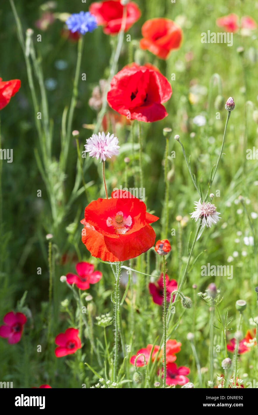 Red poppy in a field of wild flowers, in summer, Surrey, England, UK ...