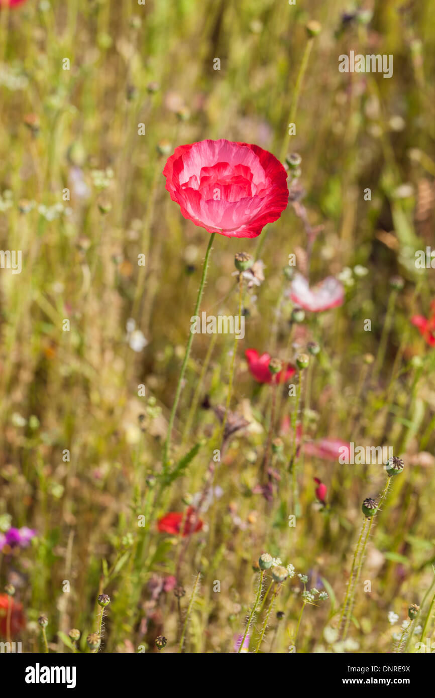 Frilly red poppy in wild flowers, in summer in Surrey, England, UK Stock Photo