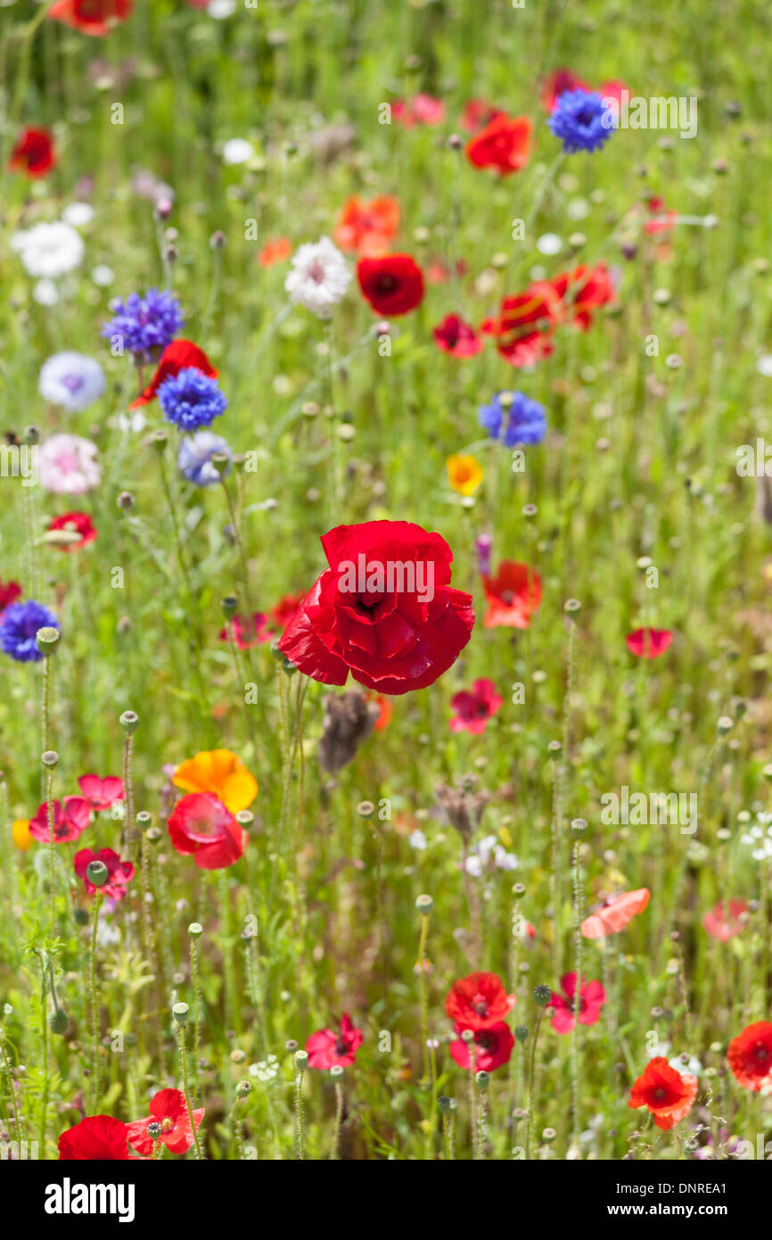 Red poppies in a field of wild flowers including blue cornflowers, in summer, Surrey, England, UK Stock Photo