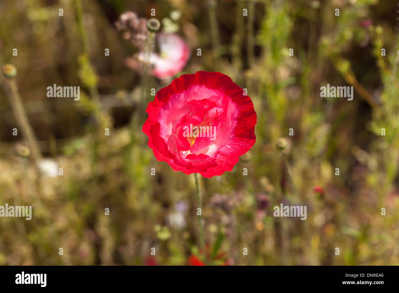 Frilly red poppy in field, in summer in Surrey, England, UK Stock Photo