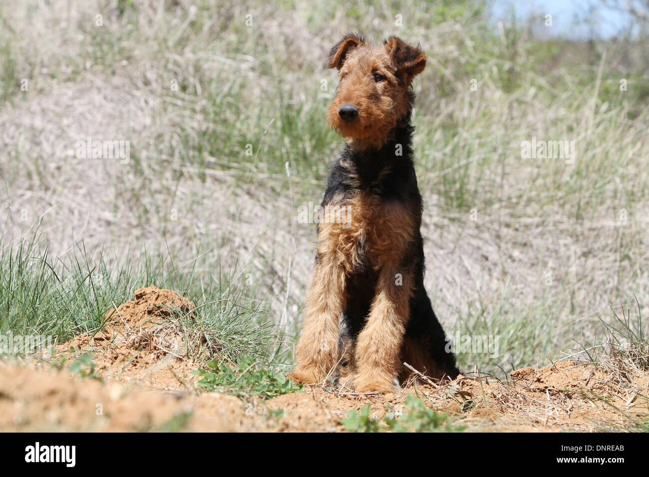 Dog Airedale Terrier / Waterside Terrier  /  young sitting in a meadow Stock Photo