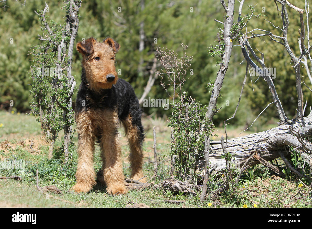 Dog Airedale Terrier / Waterside Terrier  /  young standing next to a tree stump Stock Photo