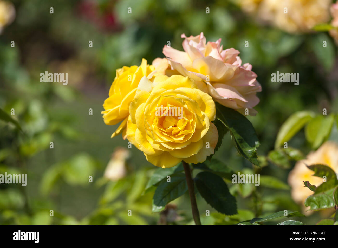 Floribundas hires stock photography and images Alamy