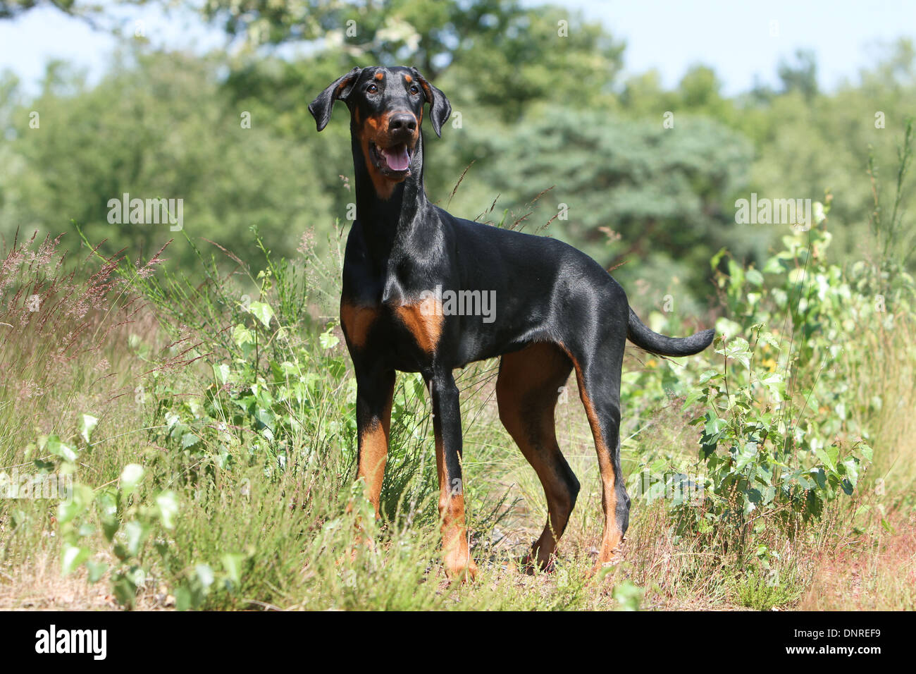 Dog Dobermann / Doberman Pinscher (natural ears)  /  adult standing in a meadow Stock Photo