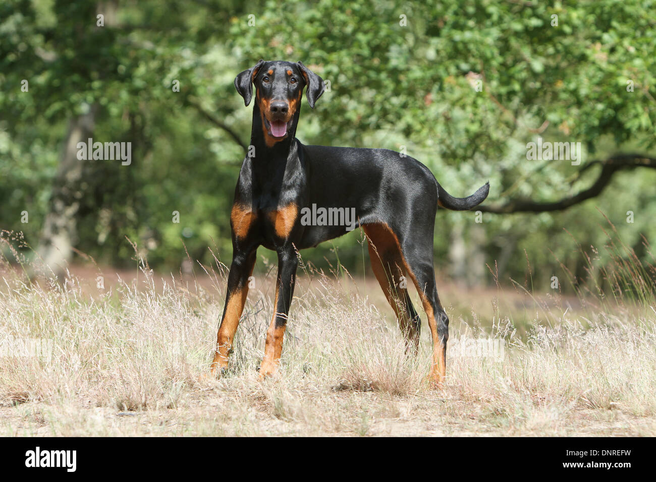 Dog Dobermann / Doberman Pinscher (natural ears)  /  adult standing in a meadow Stock Photo