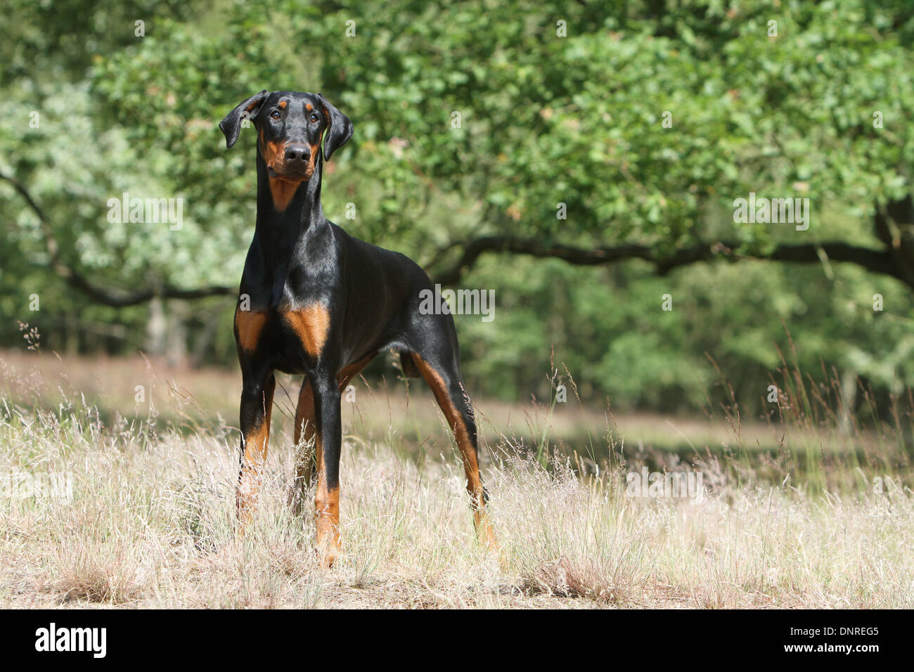 Dog Dobermann / Doberman Pinscher (natural ears)  /  adult standing in a meadow Stock Photo