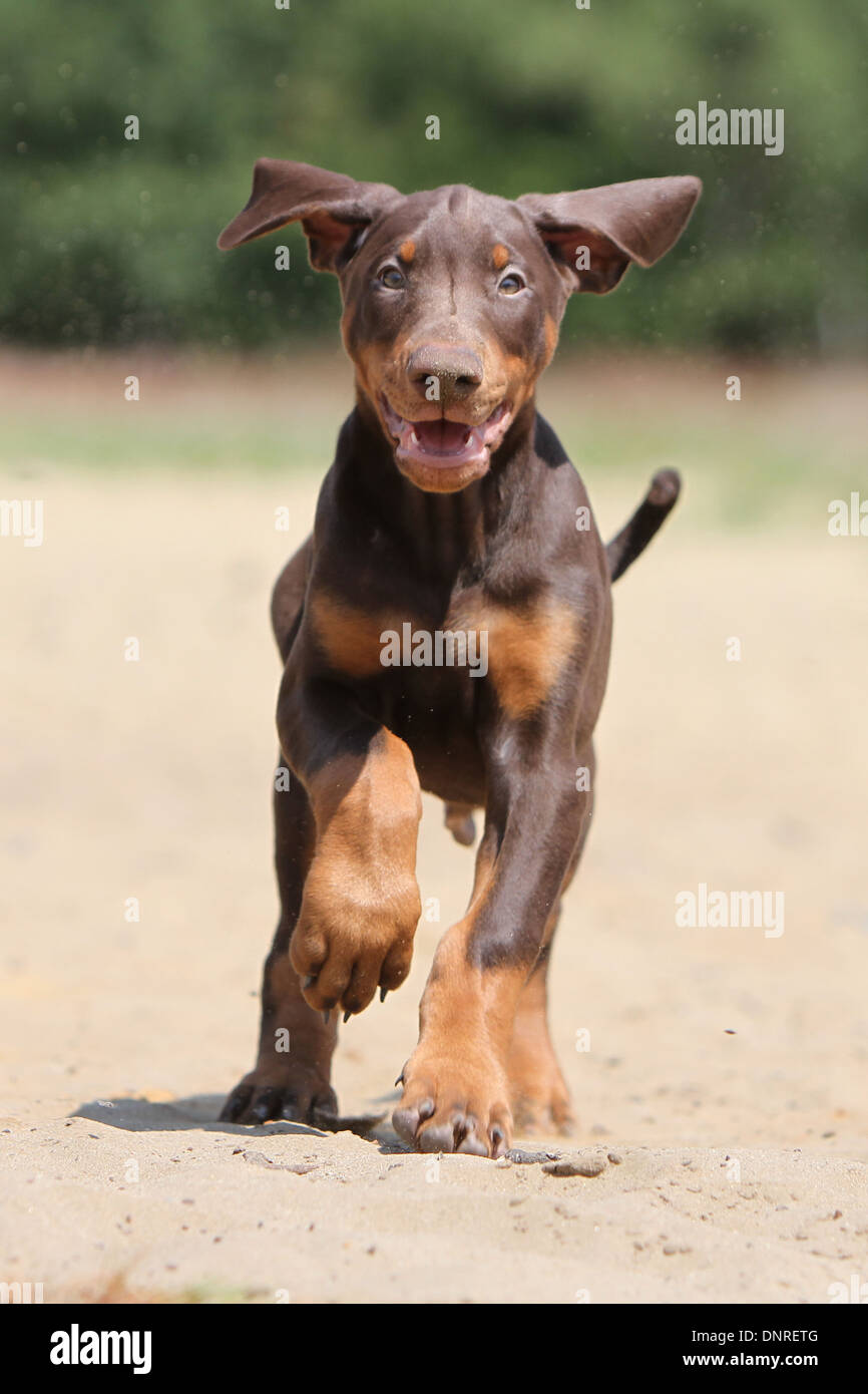 chocolate doberman puppies