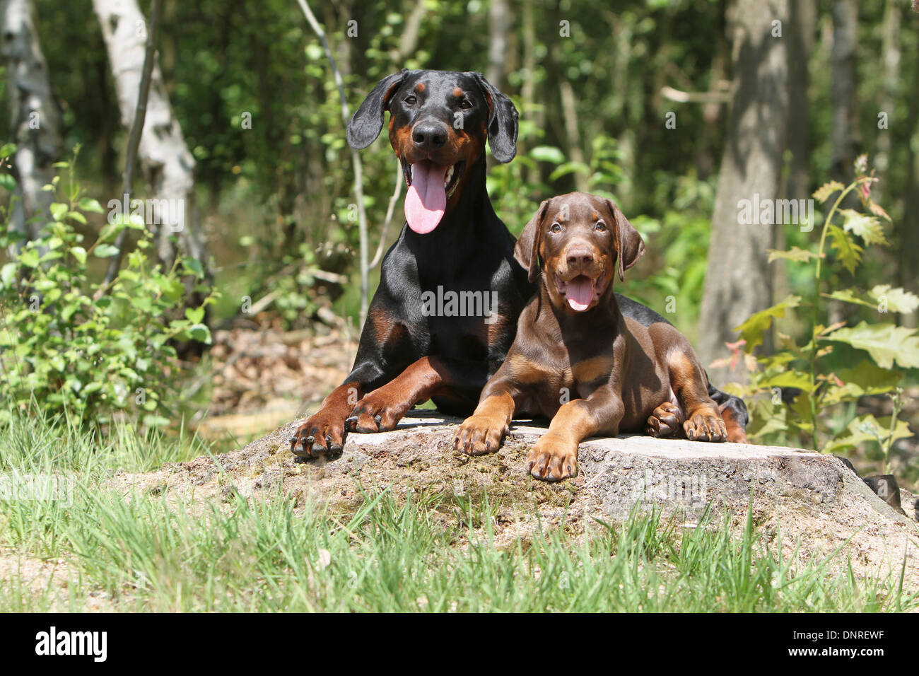 Chocolate Doberman Puppy, Dobermann Puppy Hd Stock Images Shutterstock : David goldfein or jennifer goldfein.