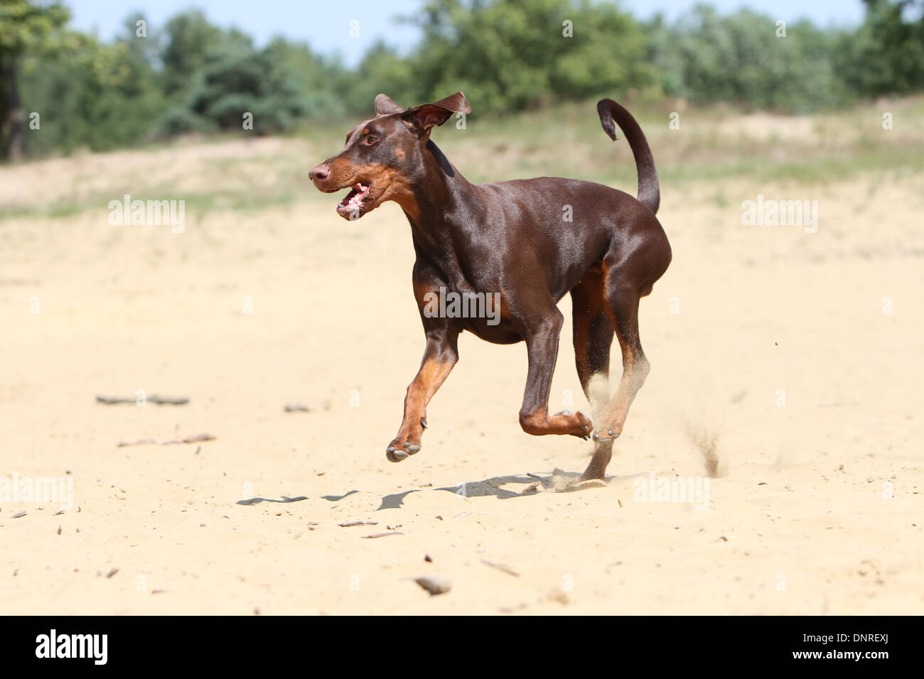 Dog Dobermann / Doberman Pinscher (natural ears) /  adult running on the sand Stock Photo