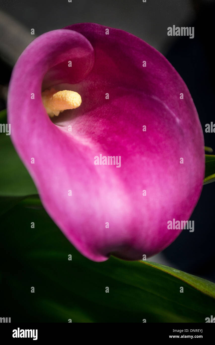 Arum or Calla Lily Stock Photo Alamy