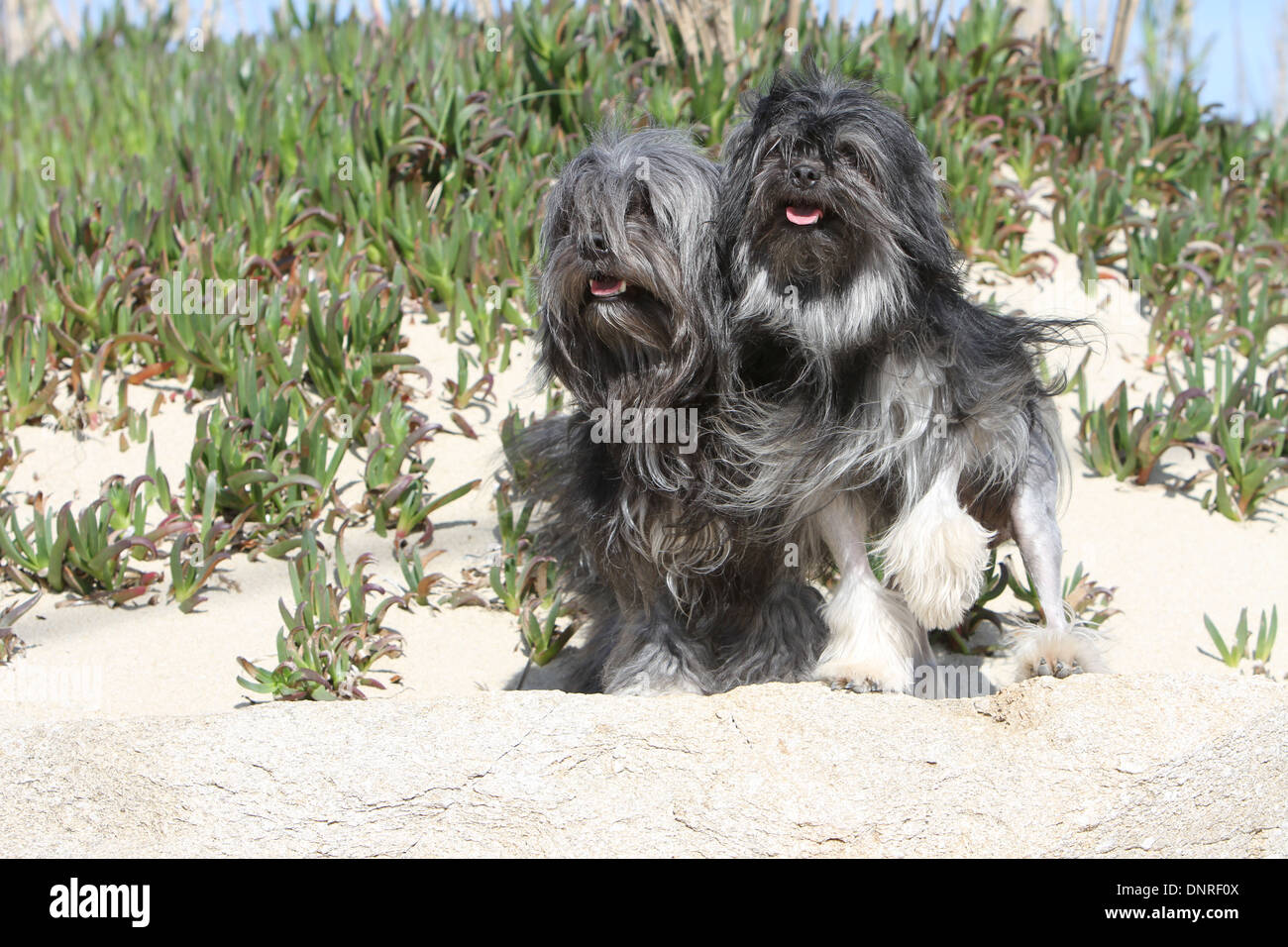 Dog Löwchen Petit Chien Lion Little Lion Two Adults