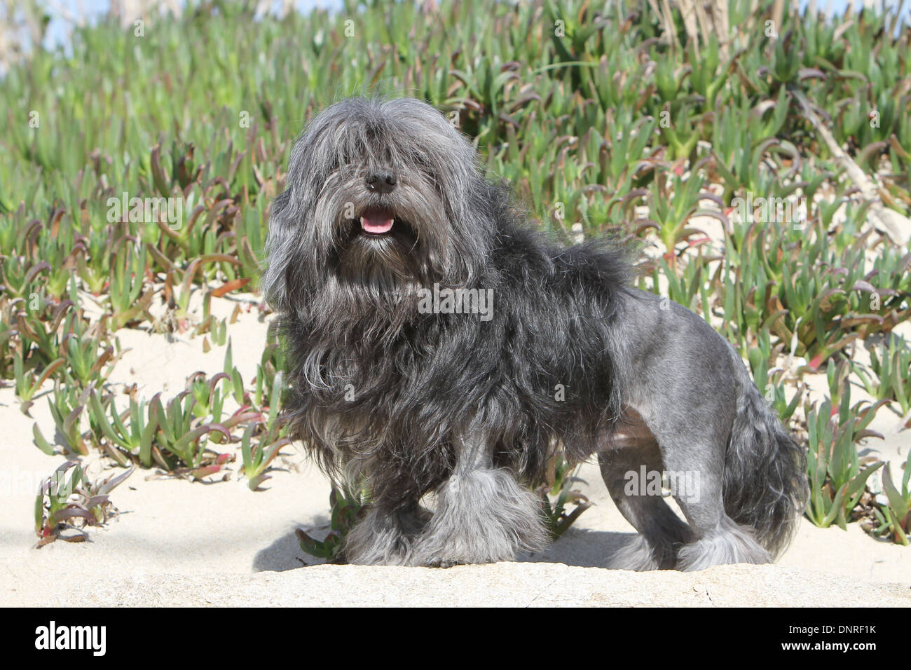 Dog Löwchen Petit Chien Lion Little Lion Adult