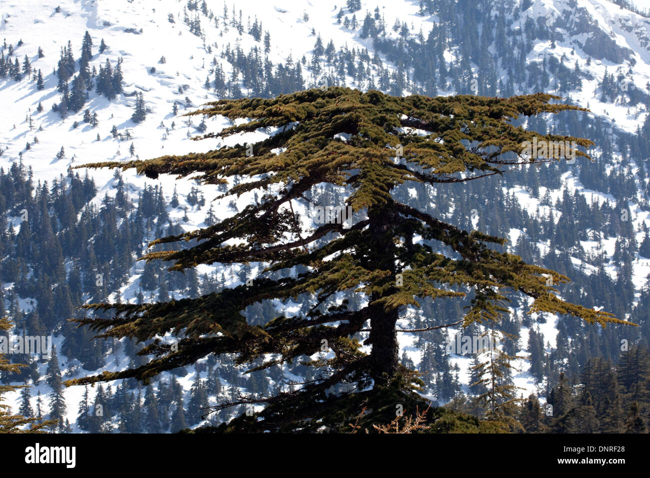 Cedar tress, Cedrus libani, in Gidengelmez Mountains Antalya Turkey Stock Photo